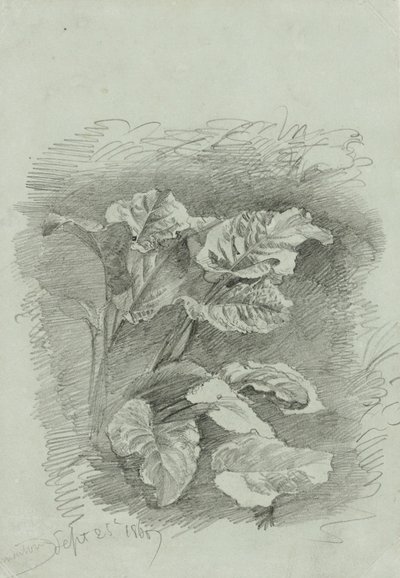 Study of a Plant by William Trost Richards